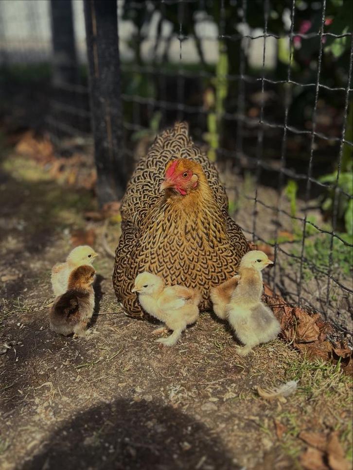 Broedeieren wyandotte kriel, Dieren en Toebehoren, Pluimvee, Kip, Geslacht onbekend