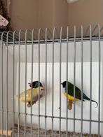 Gouldamadines, Dieren en Toebehoren, Vogels | Overige Vogels