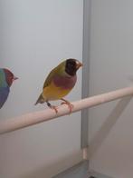 Gouldamadines cinnamon, Dieren en Toebehoren, Vogels | Overige Vogels, Meerdere dieren, Tropenvogel