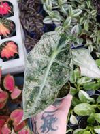 Alocasia Amazonica Mint Variegata plant, Huis en Inrichting, Kamerplanten, Overige soorten, Minder dan 100 cm, Ophalen of Verzenden