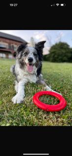 Bordercollie Nala, Dieren en Toebehoren, Honden | Herdershonden en Veedrijvers, 6 jaar of ouder, Rabiës (hondsdolheid), Teef, Collie