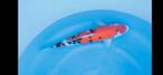Japanse koi, Karper of Koi