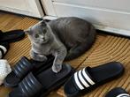 Scotch fold poes en britse korthaar, Poes, Gechipt, 0 tot 2 jaar