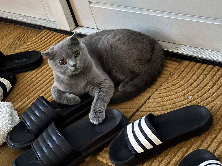 Scotch fold poes en britse korthaar, Dieren en Toebehoren, Katten en Kittens | Raskatten | Korthaar, Poes, 0 tot 2 jaar, Gechipt