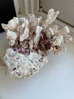Natural Coral Decoration – White with Red Accents, Ophalen, Mineraal