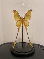 Argema mittrei vlinder in stolp - Madagascar maanvlinder, Ophalen, Nieuw, Insect, Opgezet dier