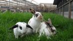Lieve dwergkonijnen | Ruime keus, ingeënt en passend advies!, Dieren en Toebehoren, Konijnen, Meerdere dieren, Groot, 0 tot 2 jaar