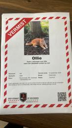 Vermiste rode kater - Voorhout, Dieren en Toebehoren