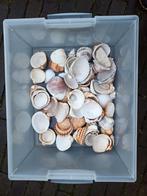 Gratis bak met schelpen, Ophalen of Verzenden