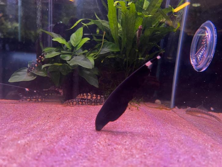 Zwarte geest mesvis, Dieren en Toebehoren, Vissen | Aquariumvissen, Zoetwatervis, Vis, Schoolvis