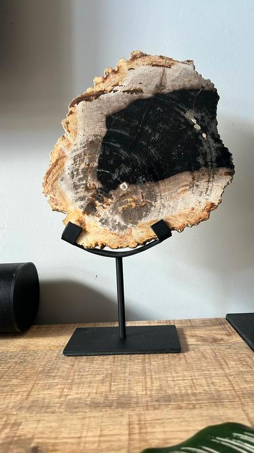 Uniek Natuurkunstwerk met Miljoenen Jaren Geschiedenis, Verzamelen, Mineralen en Fossielen, Fossiel, Ophalen