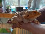 Baardagame man, Dieren en Toebehoren, Reptielen en Amfibieën