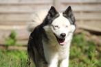 Mâle adulte laika de iakoutie, België, Fokker | Hobbymatig, Rabiës (hondsdolheid), Reu
