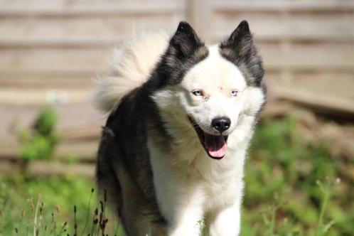 Mâle adulte laika de iakoutie, Dieren en Toebehoren, Honden | Poolhonden, Keeshonden en Oertypen, Reu, Poolhond, Fokker | Hobbymatig