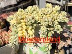 Cotyledon  pendens Variegated/pot 7cm/vetplant/succulent, Ophalen of Verzenden, Halfschaduw, Minder dan 100 cm