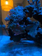 Acreichthys Tomentosus - vijlvis, Ophalen of Verzenden