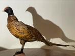 Opgezette Fazant, Verzamelen, Dierenverzamelingen, Ophalen of Verzenden, Opgezet dier