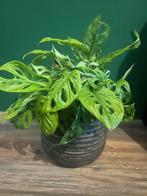 Monkey Mask (Monstera) in sierpot Ø22cm, Ophalen, Overige soorten, Halfschaduw, In pot