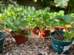 43 Aardbeienplantjes, Volle zon, Vaste plant, Ophalen of Verzenden, Fruitplanten