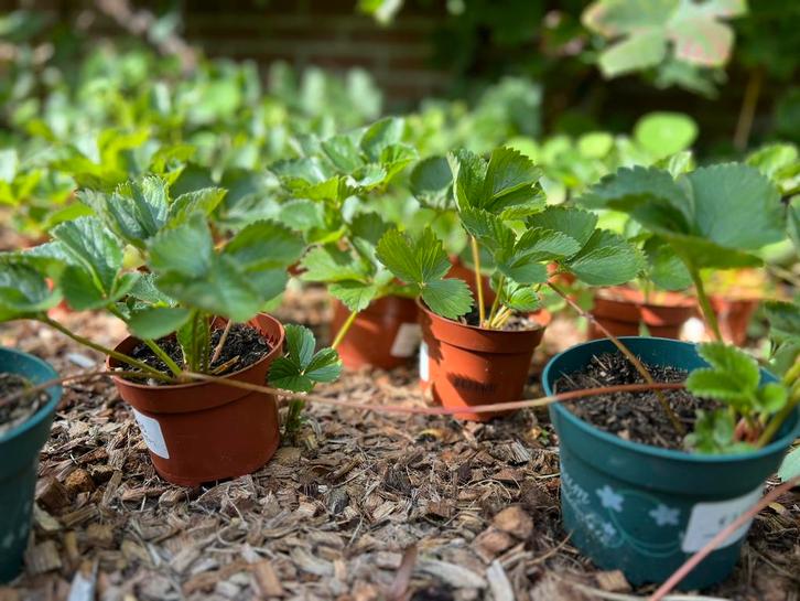 43 Aardbeienplantjes, Tuin en Terras, Planten | Tuinplanten, Vaste plant, Fruitplanten, Volle zon, Lente, Ophalen of Verzenden
