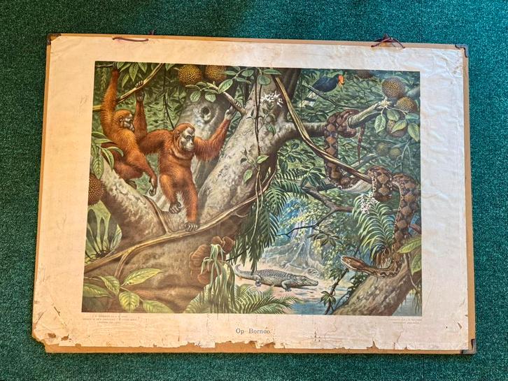 Oude schoolplaten 8 stuks, Verzamelen, Foto's en Prenten, Zo goed als nieuw, Voor 1940, Ophalen