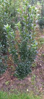 Ilex meserveae 'Heckenpracht', Ophalen, Hulst, Minder dan 100 cm