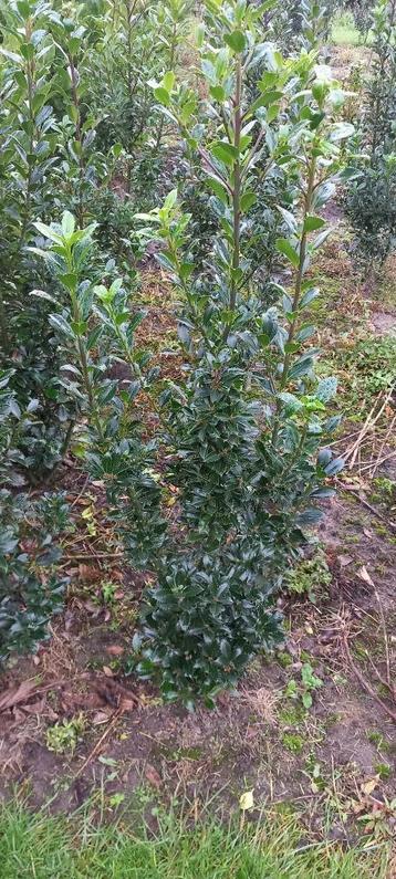 Ilex meserveae 'Heckenpracht' beschikbaar voor biedingen