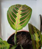 Maranta Leuconeura Fascinator Tricolor Tiengebodenplant, Huis en Inrichting, Kamerplanten, Overige soorten, Minder dan 100 cm