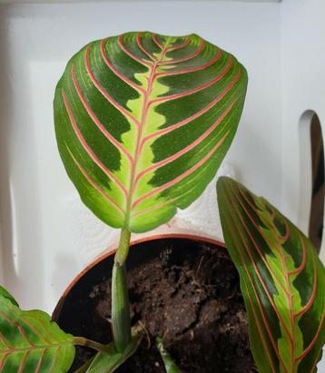 Maranta Leuconeura Fascinator Tricolor Tiengebodenplant