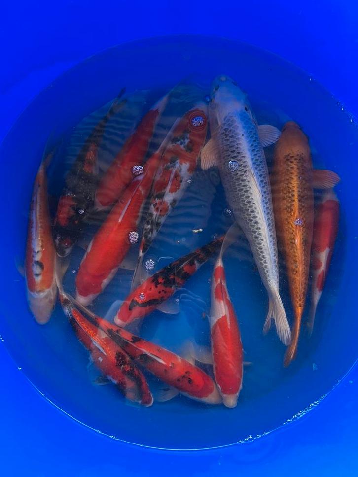 10% korting op bijna alle vissen, Dieren en Toebehoren, Vissen | Vijvervissen