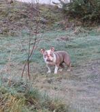 American bully, Dieren en Toebehoren, Parvo, Overige rassen, 1 tot 2 jaar, Teef