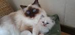 Ragdoll knuffelkater en poesje met Stamboom, Dieren en Toebehoren, Meerdere dieren, Met stamboom, 0 tot 2 jaar