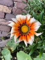 Zaden gazania, Tuin en Terras, Ophalen of Verzenden, Volle zon