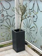 2x Olijfboom in stenen Plantenbak bloempot voor Tuin/Balkon, Tuin en Terras, Ophalen, Gebruikt, Balkon, Vierkant