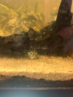 Blue polar parrot chicliden, Dieren en Toebehoren, Vis