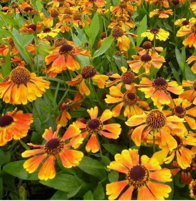 Zonnekruid zaden, Tuin en Terras, Bloembollen en Zaden, Zaad, Voorjaar, Volle zon, Ophalen of Verzenden