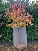 Amberboom 2 stammig, Ophalen, Bloeit niet, Volle zon, Overige soorten