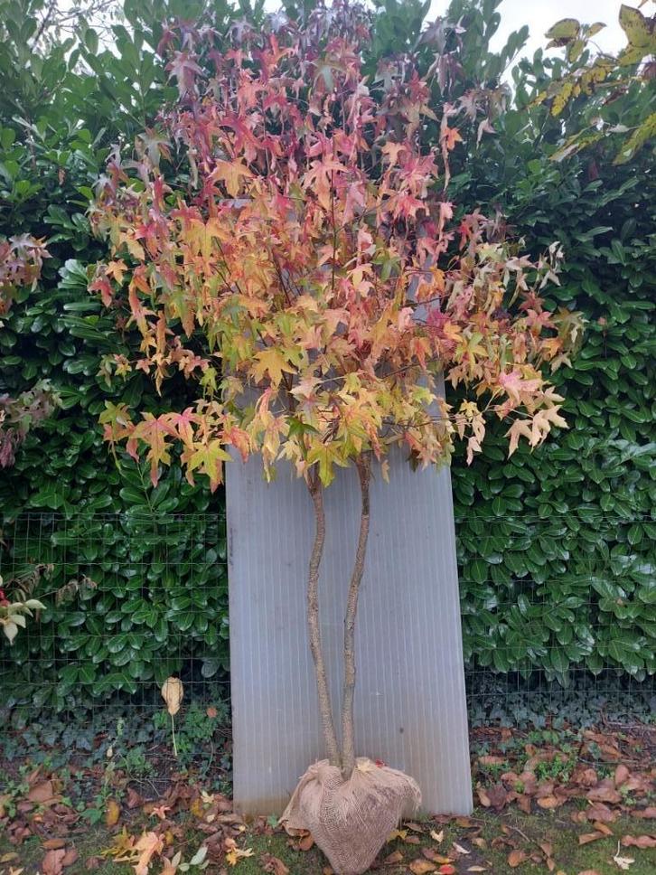Amberboom 2 stammig, Tuin en Terras, Planten | Bomen, Overige soorten, Volle zon, Bloeit niet, Ophalen