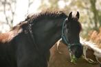 Bijrijder gezocht!, Dieren en Toebehoren, Ophalen