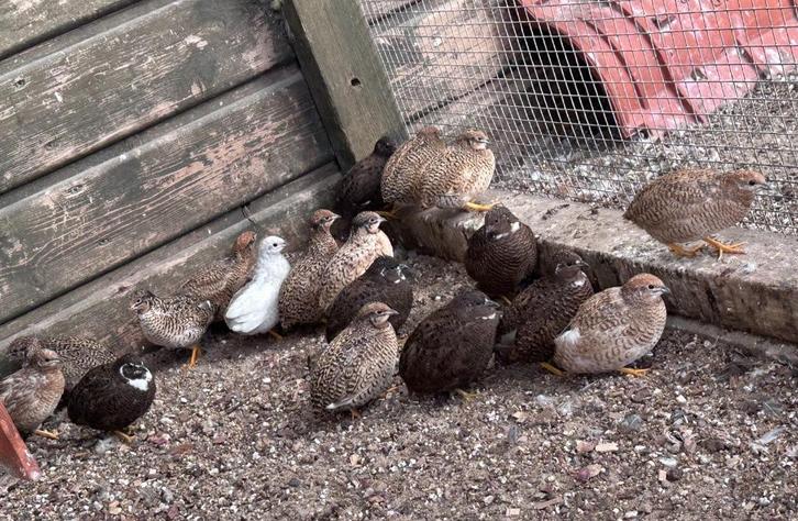 Chinese dwergkwartels hennen en hanen, Dieren en Toebehoren, Vogels | Overige Vogels, Meerdere dieren