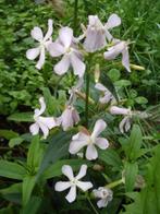 Uit de biologische moestuin: Zeepkruid, zaden., Ophalen of Verzenden, Voorjaar, Halfschaduw, Zaad