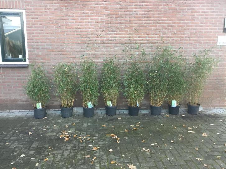 Fargesia Scabrida, niet woekerende bamboe!!!, Tuin en Terras, Planten | Tuinplanten, Vaste plant, Overige soorten, Volle zon, Bloeit niet