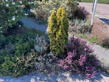 Gratis - diverse heide, struiken, lavendel etc. beschikbaar voor biedingen