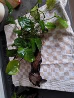 Mooie zoetwaterplant, Dieren en Toebehoren, Ophalen