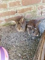 Vrouwtjes Nederlandse dwerg hangoor konijntjes, Meerdere dieren, Dwerg, Hangoor