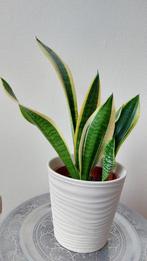 Prachtige sanseveria - luchtzuiverende plant c.a. 55 cm, Huis en Inrichting, Kamerplanten, Ophalen of Verzenden, Overige soorten