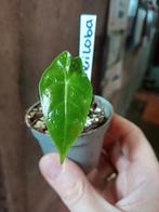 Alocasia longiloba, Ophalen, Overige soorten, Minder dan 100 cm
