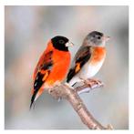 Koppel kapoetensijsjes, Meerdere dieren, Tropenvogel, Geringd
