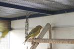 groenling, Dieren en Toebehoren, Vogels | Overige Vogels, Mannelijk, Wildzangvogel, Geringd
