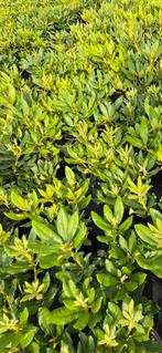Rhododenrons "nova zembla", Tuin en Terras, Ophalen of Verzenden, Rhododendron, Struik, Minder dan 100 cm
